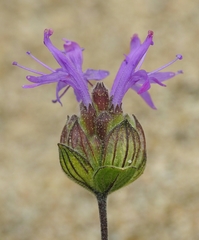 Monardella sinuata nigrescens