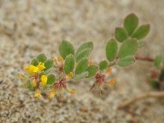 Acmispon heermannii orbicularis