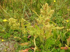 Rumex fueginus