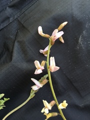 Astragalus flexuosus