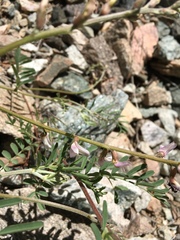 Astragalus flexuosus