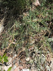 Astragalus flexuosus