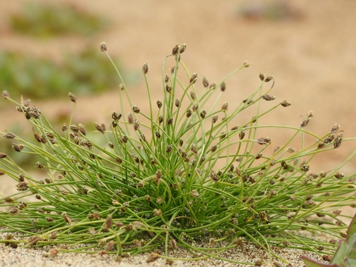 Isolepis cernua