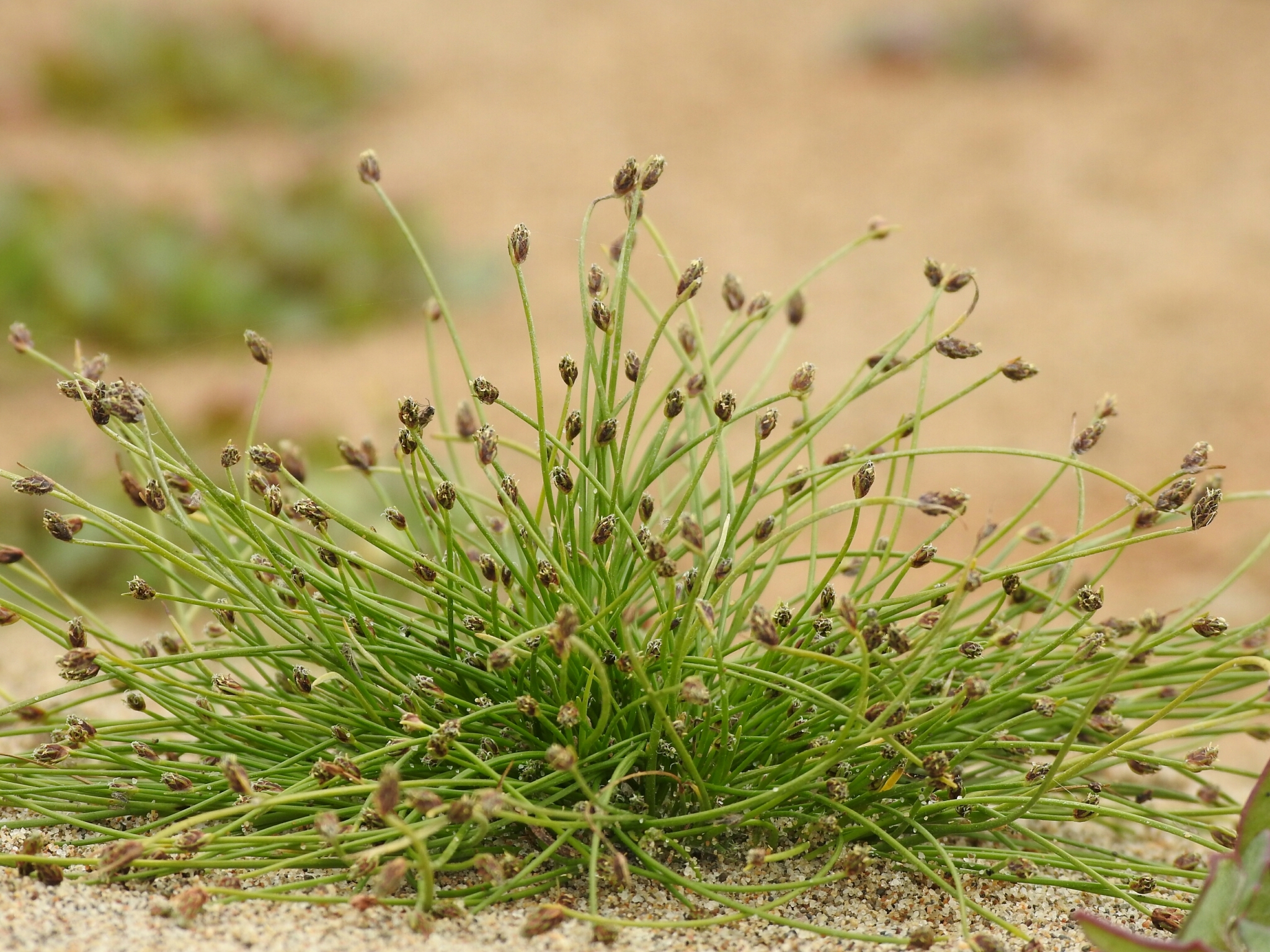 Isolepis cernua