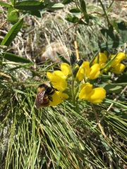 Thermopsis montana