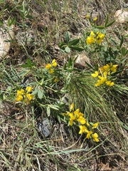 Thermopsis montana