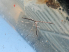 Hellinsia inquinatus