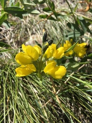 Thermopsis montana