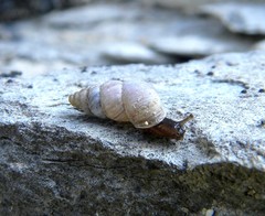 Solatopupa psarolena