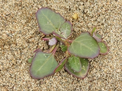 Chenopodium macrospermum