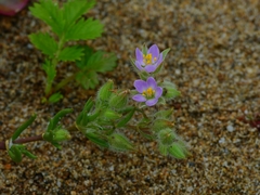 Spergularia macrotheca macrotheca