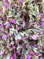 Astragalus sericoleucus