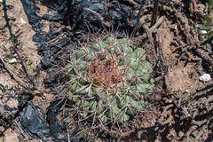 Thelocactus hexaedrophorus hexaedrophorus