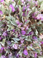 Astragalus sericoleucus