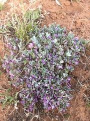 Astragalus sericoleucus