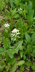 Noccaea fendleri