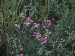 Lathyrus tuberosus