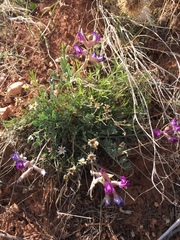 Astragalus missouriensis