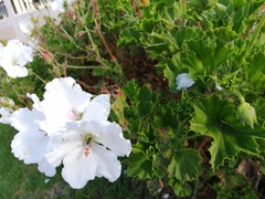Pelargonium