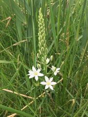 Ornithogalum pyramidale