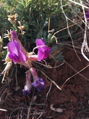 Astragalus missouriensis