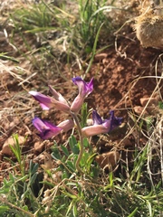 Astragalus missouriensis