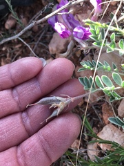 Astragalus missouriensis