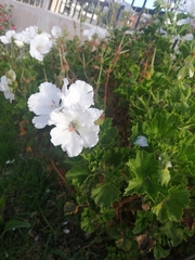 Pelargonium