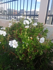 Pelargonium
