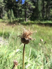 Carduus defloratus