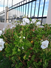 Pelargonium