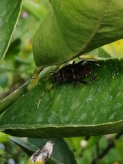 Leptoglossus zonatus