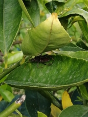 Leptoglossus zonatus