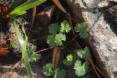 Pelargonium patulum patulum