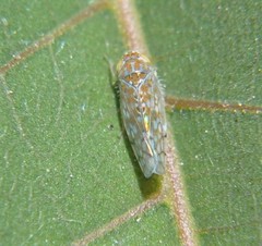 Athysanini
