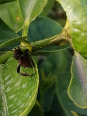 Leptoglossus zonatus