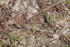 Petrorhagia nanteuilii