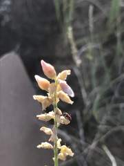 Astragalus flexuosus