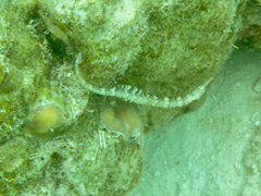 Corythoichthys intestinalis