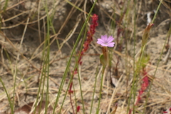 Petrorhagia nanteuilii