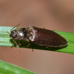 Dixicollis divaricatus