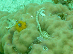 Corythoichthys intestinalis