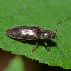 Dixicollis divaricatus