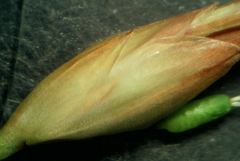 Petrorhagia nanteuilii