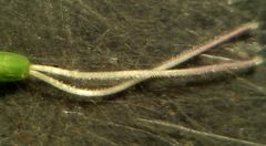 Petrorhagia nanteuilii
