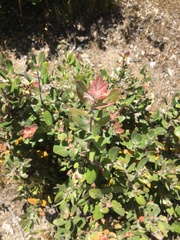 Arctostaphylos auriculata
