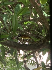 Pitangus sulphuratus