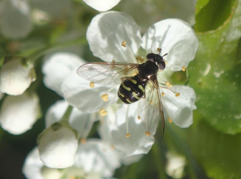 Boreal Conifer Fly (Fiftyfive Fabulous Fundy Flower Flies An intro to the Syrphidae of the
