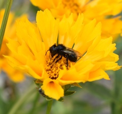 Cephalosmia