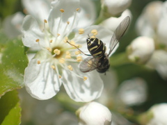 Dasysyrphus laticaudus